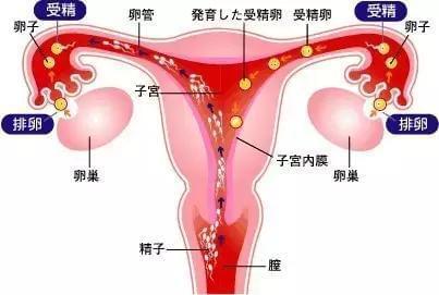 人流术后